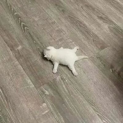 kwartaltajnypv's profile picture. 19
he/him 
if you found this account, Just go on with your day