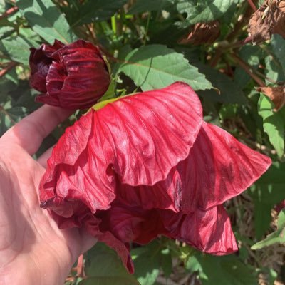 BourbonFrenzy's profile picture. post hoc ergo propter hoc