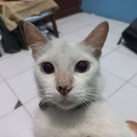 🐹😼 (@khoceengmanis) 's Twitter Profile