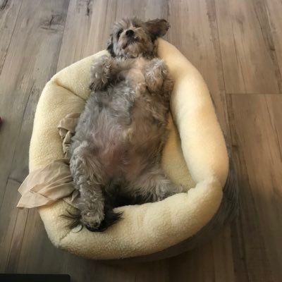 ZuzuEid's profile picture. 