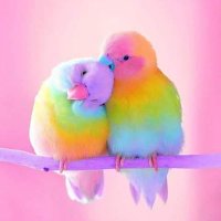 نور الصباح (@nwrlb17) 's Twitter Profile