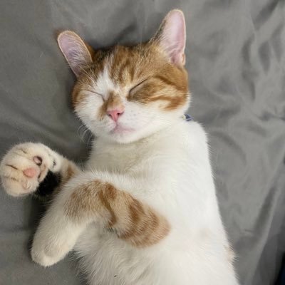 bluesiscolorvn's profile picture. https://t.co/Wuf1qPRQXS