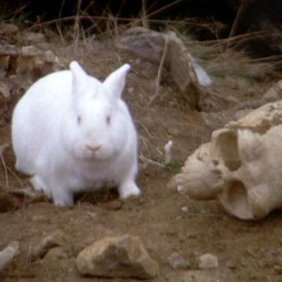 pobregadafi's profile picture. 