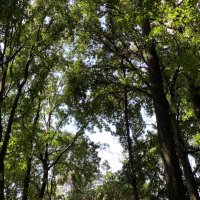 Vivan Los Arboles 🌳 (@vivanlosarboles) 's Twitter Profile