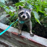 Janna Harris - @dhani_raccoon Twitter Profile Photo