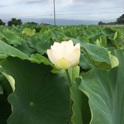 うつ病になり、今までの会社を辞めて、3年くらい療養して今、別の農機会社で修理を主に仕事で働いています。しかし、無理すると体調を崩しやすいので、気を付けて頑張っています。