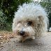 Oreo (@ixbian) Twitter profile photo Oreo (@ixbian) Twitter profile photo