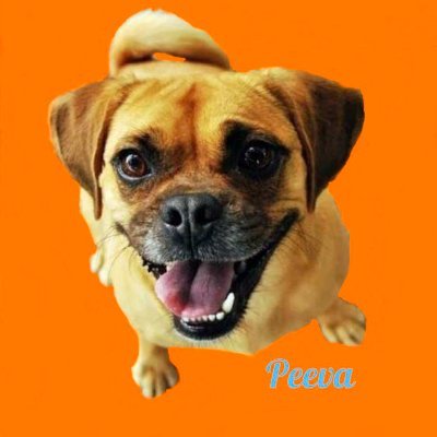 Peeva is the world’s first and only standardized pet tracking system. universal scanner, central pet registry, universal microchips, pet medical records.