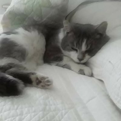 Lurchhouse's profile picture. In memory of Rocky; ROCKYS LIFE MATTERED
#EndAnimalCruelty #EndAnimalAbuse