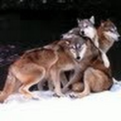Former medic and ER and Hospice nurse, GSD rescuer. Most recently enrolled in paralegal school. Mom, Wife, Mimi