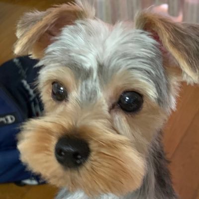 L91AMWSBRnsfwWI's profile picture. 大学生 英米学科|英語学習 |TOEIC880|英語系アカフォロバ |無言フォローすみません|読書|Netflix| 英語の学習記録毎日ツイート目指します💪