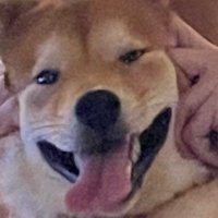 Spica (@spicalol) 's Twitter Profile