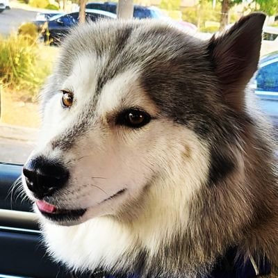 aortiz554's profile picture. I eat cows. Hold the pig!