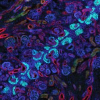 McMahon Lab (@andymcmahonlab) 's Twitter Profile