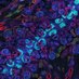 McMahon Lab (@andymcmahonlab) Twitter profile photo McMahon Lab (@andymcmahonlab) Twitter profile photo