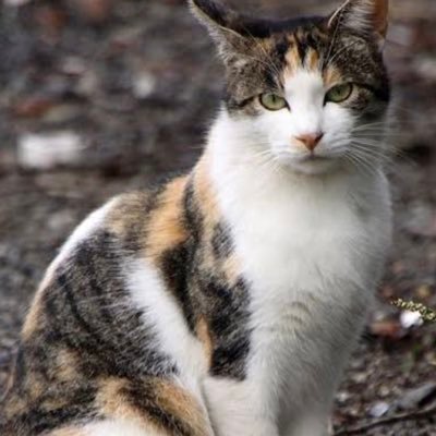 @ UANL @ Facmed Estudiante enamorada de los gatos y la vida