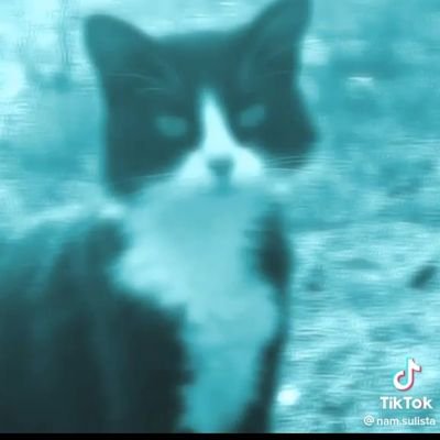 VickThelink's profile picture. não sou eu