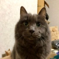 Milanista17 (@shuriboamiu) 's Twitter Profile Photo Milanista17 (@shuriboamiu) 's Twitter Profile Photo