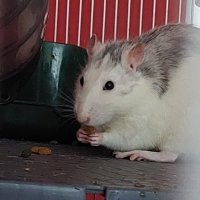 SrvSpace (@srvspacenft) 's Twitter Profile