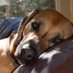 ridgebacklvrx6 (@ridgebacklvrx6) Twitter profile photo ridgebacklvrx6 (@ridgebacklvrx6) Twitter profile photo