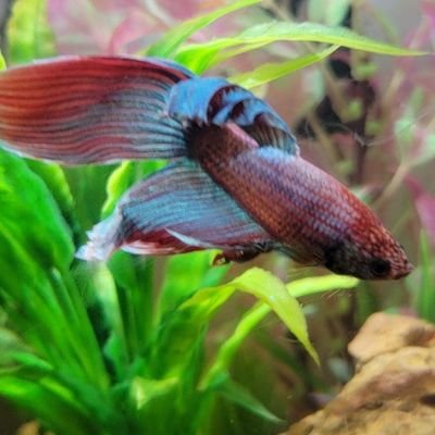 pyrus138's profile picture. 