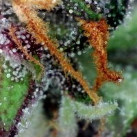Crypto and Weed (@cryptoandweed1) Twitter profile photo