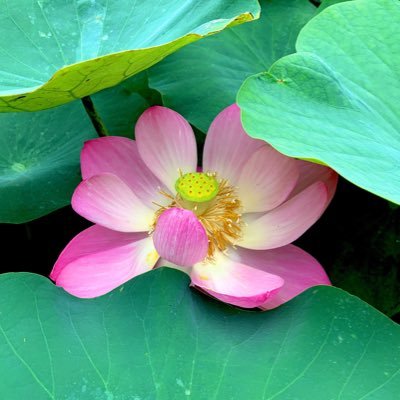 Lotus_Nelumbo30's profile picture. 20↑病院の人。お仕事に全力疾走中💪カタカムナ✍️ 中野さん、MATTさん、世界ミステリーchさん、Royさん🫶