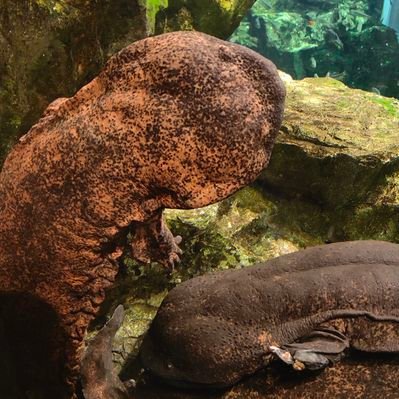 サマラヴ (samaluv2022) / Twitter