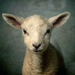 GOD FIRST. THEN MONEY. the lost flock“baaah baah” https://t.co/DGnB18ODy3 inquiries: yadigohimself@gmail.com