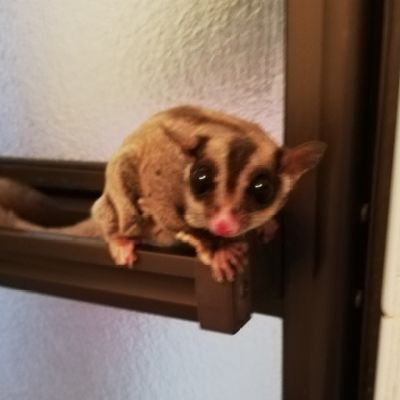 フクロモモンガ31匹くらいいます。
人工飼育のかしわくんの成長記録をメインに載せてます。