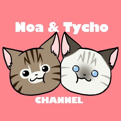 この度、保護猫姉妹の里親になりました。 生後数日ほどで辛い経験をした子達ですが これからはたくさん楽しい思い出を作ってあげたいと思います🎵 お気軽にフォローして下さい🐈