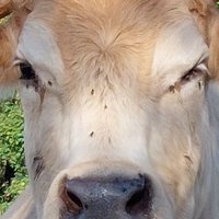 Bea (@beablubb) Twitter profile photo