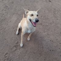 Bra Gib Muleya (@muleyabra) 's Twitter Profile