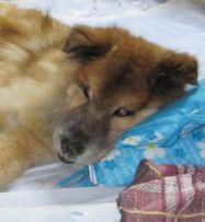 動物の命（人間含む）を思います。精神性を高く持ち公明正大に人と協力すれば万事は整う・・・と。動物の命、整いますように。ふくちゃんおやすみ😴