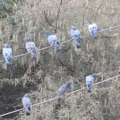 mePrabodhKant's profile picture. A common person with no political alignment. Looking around, what's happening! Express personal view!
Don't understand emoji so not used.
RT is NOT Endorsement!