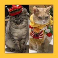 ティムとジェリー (@tim_jerry1027) 's Twitter Profile