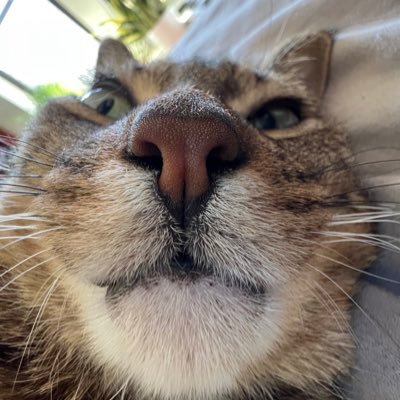 ge0hammy's profile picture. 