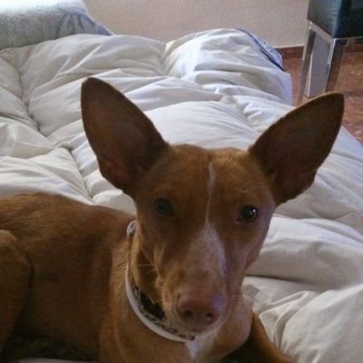 lasibica's profile picture. 