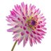 Mamatha N (@mamata99348996) Twitter profile photo Mamatha N (@mamata99348996) Twitter profile photo