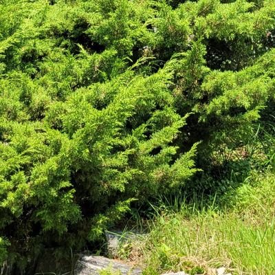 산세베리아さんのプロフィール画像