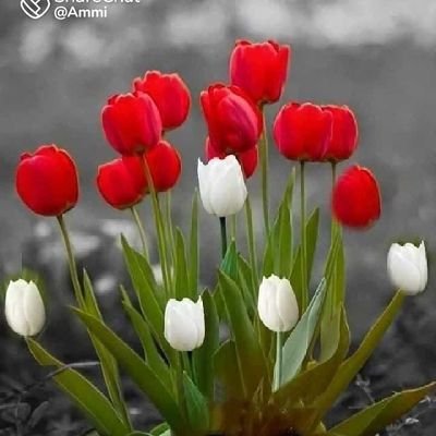 Galaxyproject4's profile picture. 