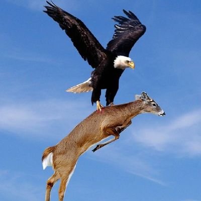 ChescoZellah's profile picture. Me
