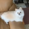 reosenarami's profile picture. ポメラニアンがずっといる暮らし🐶 セラちん♀ 6歳、長生きしてねー💞