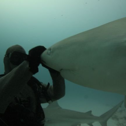 pancritical's profile picture. 