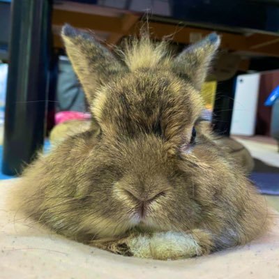 兎さん4人 (1人はお月様)と料理人