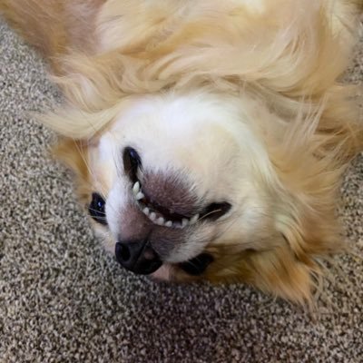 SamCook69's profile picture. I live in a world of sparkles and awesomeness. Mostly socialist, always humanist.