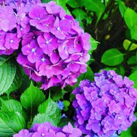 OMicyas (@omicyas_o) Twitter profile photo