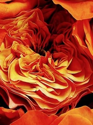 KensingtonRose1's profile picture. やはり、優しいのがいい。
そして、ゆっくりと、いろいろと楽しみたい。
😌 案外、遊び好き…かも🤣