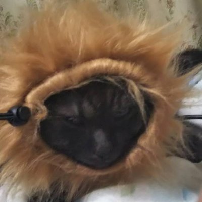 monster_PANTA's profile picture. 無言フォローすいません。
二輪四輪大好き＆千葉ロッテファン＆プロレスマニアのノフおじさん。
939からSCR1100に乗り換えました。