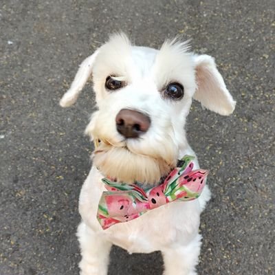 LamArrabiata's profile picture. I'm a picker,
I'm a grinner,
I'm a lover
and I'm a sinner...🎶